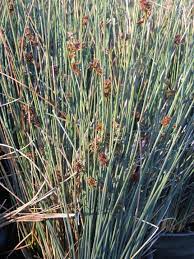 Maybe you would like to learn more about one of these? Juncus Patens Elk Blue Boething Treeland Farms