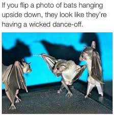 Dancing Bat Funny Animal Memes Animal Memes Cute Funny Animals