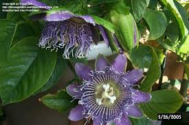 Image result for Passiflora quadrangularis