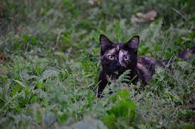 Your cat may also have an unusually high number of hairballs. Common Causes Of Hair Loss Alopecia In Cats Firstvet