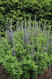 Blue False Indigo Baptisia Australis At Gertens Landscaping Supplies Backyard Plants Wild Indigo