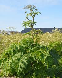 Image result for Heracleum