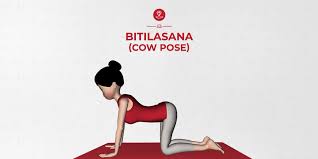 When practiced together, the poses help to stretch the body and prepare it for other activity. How To Do Bitilasana Cow Pose And What Are Its Benefits