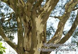 Image result for Caesalpinia ferrea