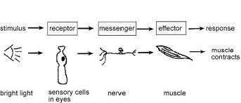 Pin On Biology Homework