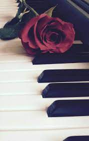 Pin By Aqila Al Husna On Beautiful Roses Rose Wallpaper Flower Wallpaper Flowers