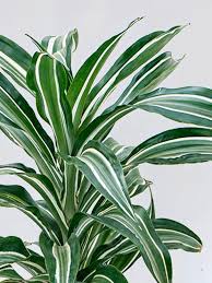 Image result for Dracaena fragrans