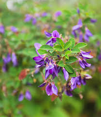 Image result for Desmodium