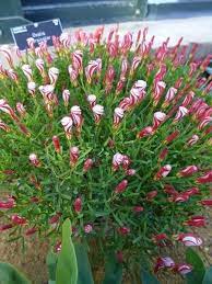 Candy Cane Sorrel 10 Seeds Candy Cane Sorrel Planting Flowers Oxalis Versicolor