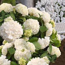 Garten Hortensie Endless Summer The Bride Weiss Im Ca 23 Cm Topf Online Kaufen Bei Gartner Potschke Endless Summer Hortensie Hortensien Pflanzen