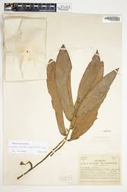 Image result for Annickia lebrunii