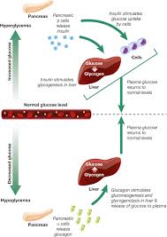 .hypoglycemia in the setting of absent decrements in insulin and absent increments in glucagon) and hypoglycemia unawareness (by reducing i'm a physician with type 1 diabetes who uses a ketogenic diet and exercise to manage my diabetes. The Role Of Glucagon In The Pathophysiology And Treatment Of Type 2 Diabetes Sciencedirect