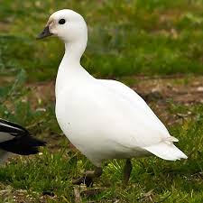 Leucistic Australian Wood Duck Beauty Of Birds Rare Animals Birds Chicken Breeds