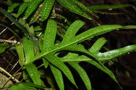 Image result for Microsorum scolopendria