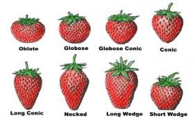 70 Comprehensive Strawberry Variety Comparison Chart