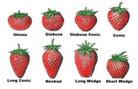 70 comprehensive strawberry variety comparison chart