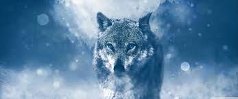 The great collection of wolf wallpaper hd for desktop, laptop and mobiles. Wolf Wallpaper Ps4