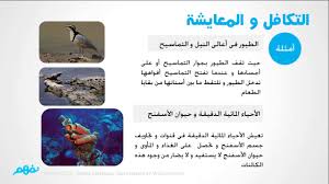 العلاقات الغذائية بين الكائنات الحية علوم للصف الخامس الإبتدائي نفهم Youtube