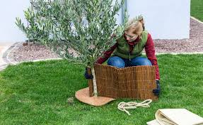 Generell sollten sie alle nicht winterfesten kübelpflanzen vor dem ersten frost aus der kälte holen. Garten Winterfest Machen Eine Checkliste Mein Schoner Garten