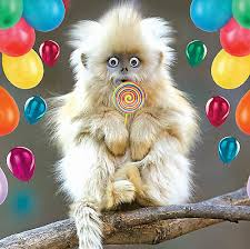 200 kostenlose bilder zum thema geburtstag lustig. Karten Einladungen Mobel Wohnen Mobel Wohnen Feste Besondere Anlasse Geburtstagskarte Alles Gute Zum Geburtstag Lustig Tiere Lurv Affe Osalling Dk