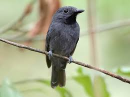 Image result for Antherotoma naudinii