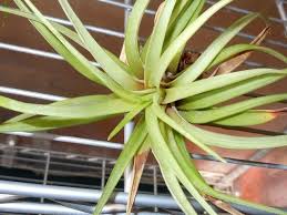 チランジアの育て方 てーてー植物記