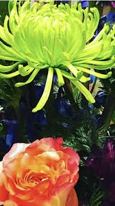 Maybe you would like to learn more about one of these? Spider Mums Mums Flowers Wholesale Flowers Flowers For Sale