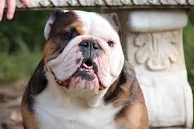 English bulldog puppies have severe health problems and can cost you tens of thousands in surgery bills and doctor visits. Abca