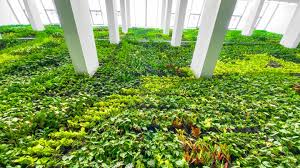 Inside planter pockets, a vertical pot arrangement, using soil, using water in hydroponic systems, or even soilless growing. This Old Tobacco Factory Is Now Europe S Biggest Indoor Vertical Garden Euronews