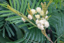 Image result for Acacia mearnsii