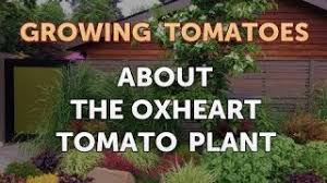 Very tasty fleshy fruits of a popular variety of folk selection from this fungal disease initially appears on the leaves of potatoes, and then the infection spreads to tomatoes. About The Oxheart Tomato Plant Youtube