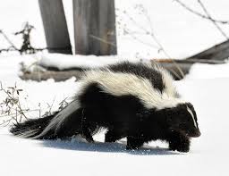 The striped skunk (mephitis mephitis) is a skunk of the genus mephitis that occurs across much of north america, including southern canada, the united states, and northern mexico. American Hog Nosed Skunk Life Expectancy