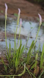 Image result for Aponogeton stuhlmannii