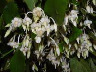 Image result for Rhynchosia albissima