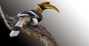 Sembilan di antaranya merupakan spesies endemik dari afrika. Pakan Burung Enggang Sumatera