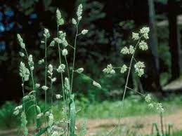 Image result for Bothriocline glomerata