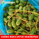 kurma ruthob di karawang dari www.pasarkurma.com