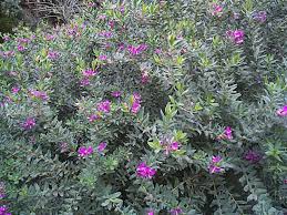 Image result for Polygala hottentotta