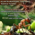 Https Www Instagram Com Bilgikupu Tv Bilgi Ikiz Hayvan