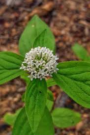 Image result for Mitracarpus