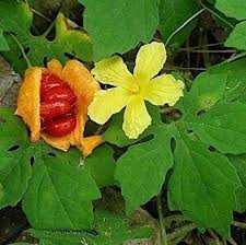 Image result for Momordica repens