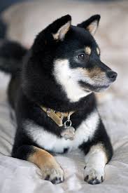 Black And Tan Shiba Inu Puppy Shiba Shiba Inu Dog Shiba Inu Black Japanese Dogs