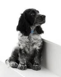Kijiji Canada Cocker Spaniel Puppies Blue Roan Cocker Spaniel Springer Spaniel Puppies