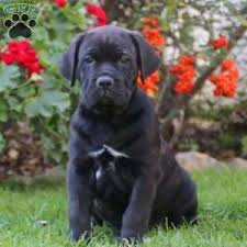 Before adopting cane corso puppies you should know some important highlights they possess. Cane Corso Puppies For Sale Greenfield Puppies