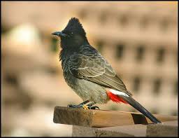 Bird With Feathers On Top Of Head Treknature Fijian Red Vented Bulbul Photo Bird Life List Bulbul Pet Birds