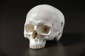 Homo Sapiens Modern Humans The Australian Museum