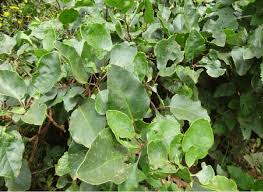 Image result for Phytolacca dodecandra