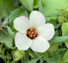 Image result for Hibiscus fuscus