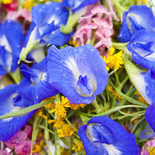 Check spelling or type a new query. Bid Imported Vegetables Farewell With This Local Farm And Their Edible Flowers