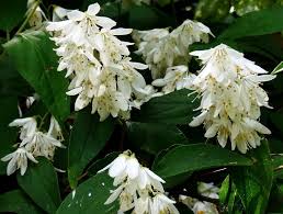 Maybe you would like to learn more about one of these? 30 Best Types Of Shrubs And Bushes To Grow In Your Garden Florgeous